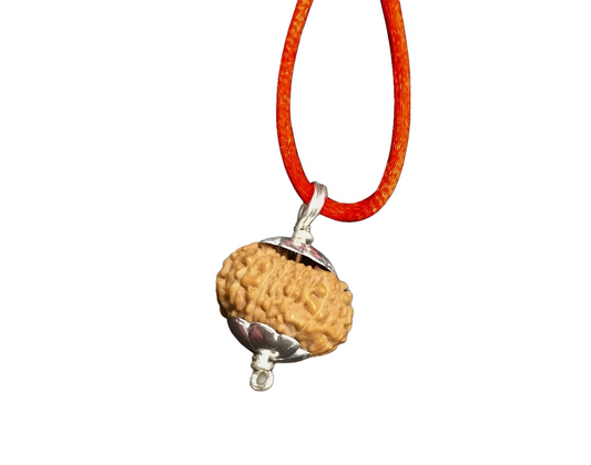 16 Mukhi Indonesian Rudraksha Large