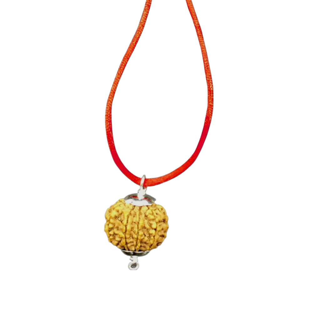 8 Mukhi Nepal Rudraksha Collector