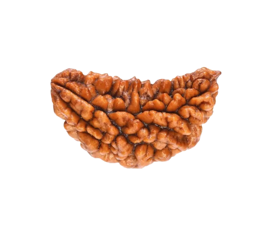 1 Mukhi Indian Rudraksha Small