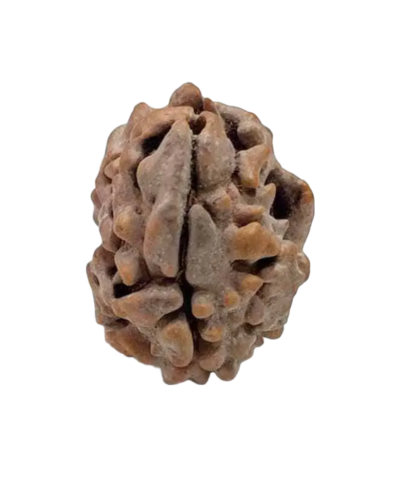 2 Mukhi Indian Rudraksha Small