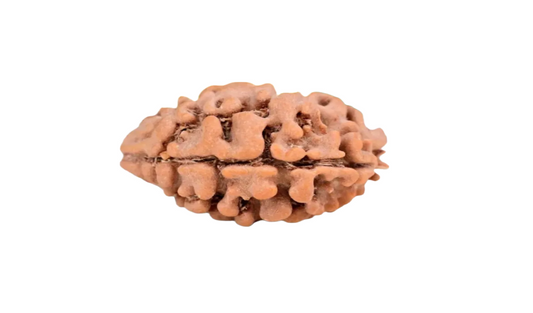 2 Mukhi Nepal Rudraksha Medium