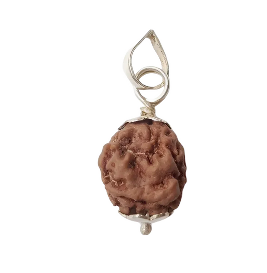 2 Mukhi Nepal Rudraksha Large