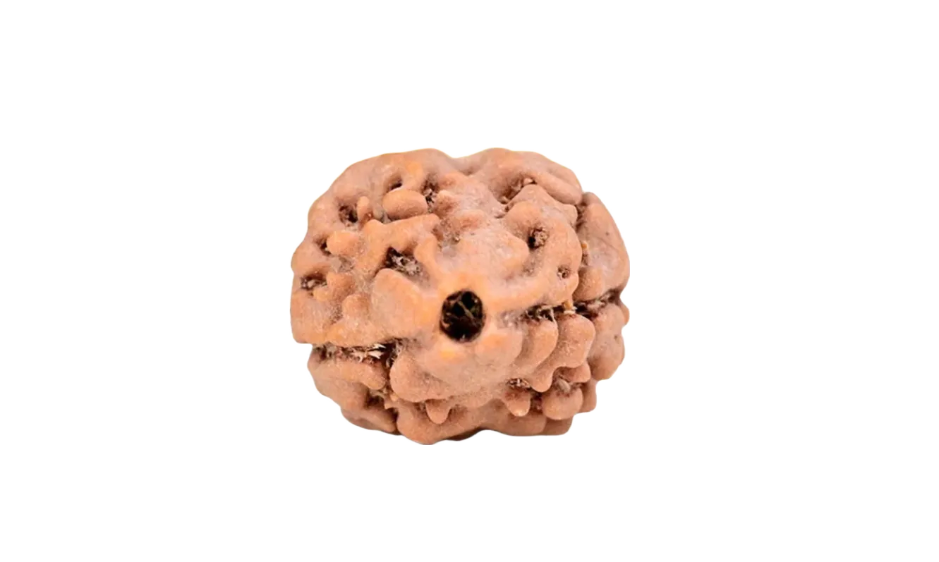 2 Mukhi Nepal Rudraksha Medium
