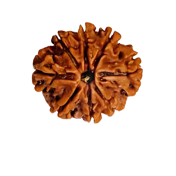 8 Mukhi Nepal Rudraksha Large
