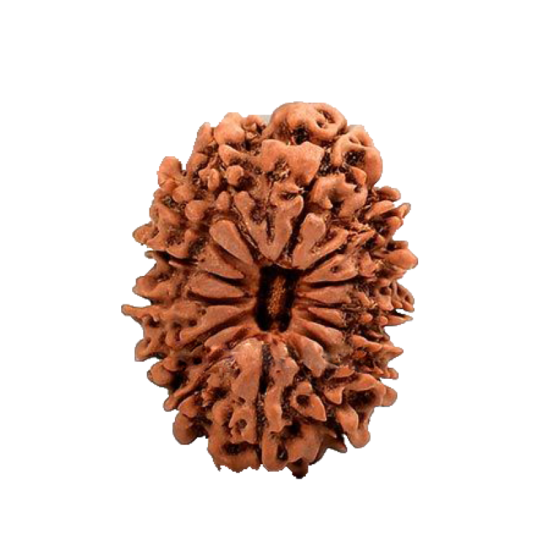 14 Mukhi Nepal Rudraksha Medium