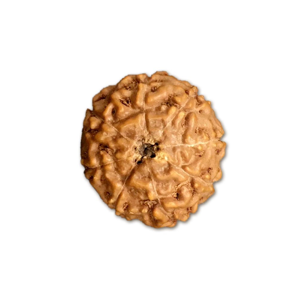 8 Mukhi Indonesian Rudraksha Small