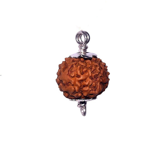 7 Mukhi Indonesian Rudraksha Small