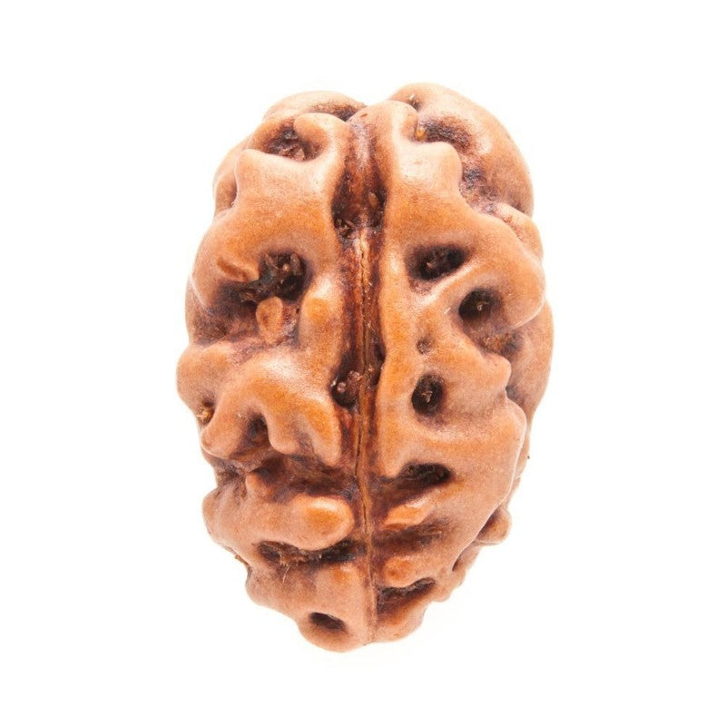 2 Mukhi Indonesian Rudraksha Medium