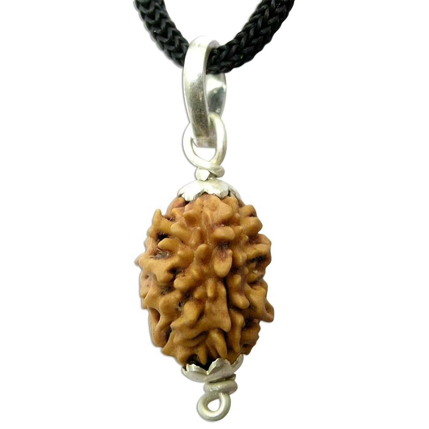 2 Mukhi Indian Rudraksha Small