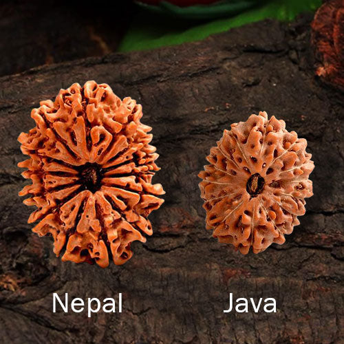 Nepal vs Indonesian Rudraksha: Key Differences You Should Know