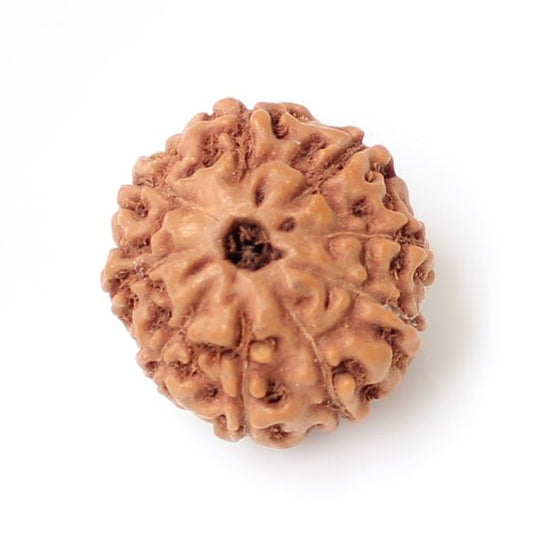 9 Mukhi Indonesian Rudraksha Small