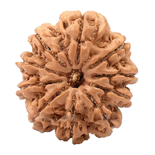10 Mukhi Nepal Rudraksha Large