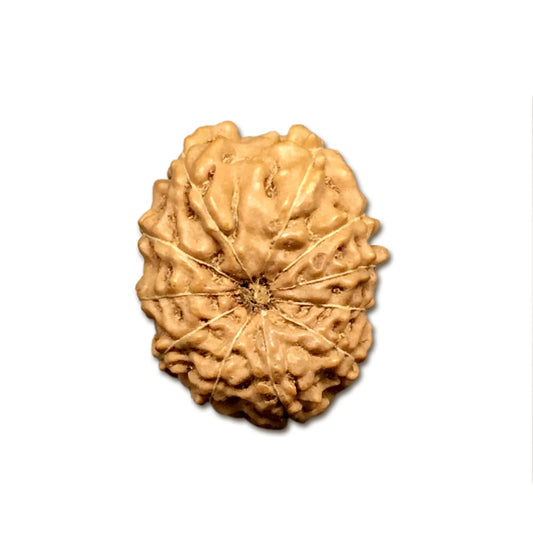 11 Mukhi Indonesian Rudraksha Large