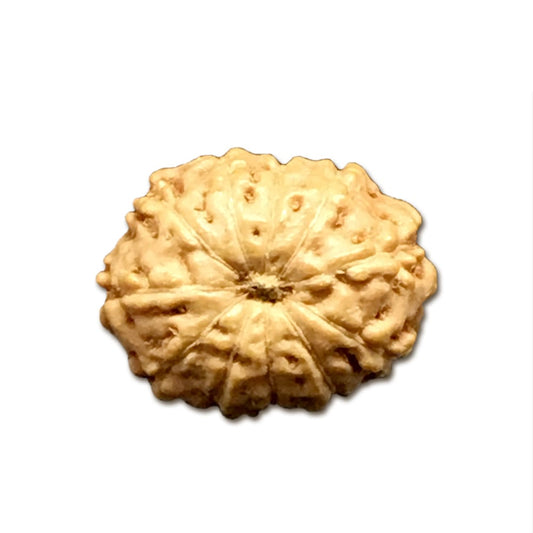 11 Mukhi Indonesian Rudraksha Tiny