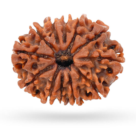 12 Mukhi Nepal Rudraksha Large