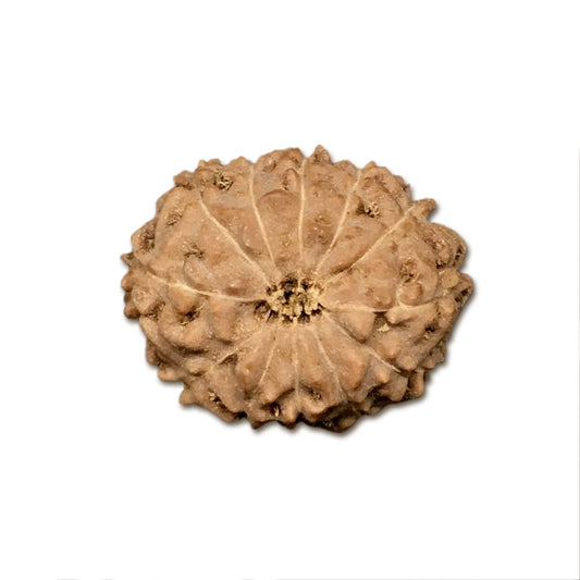 12 Mukhi Indonesian Rudraksha Collector