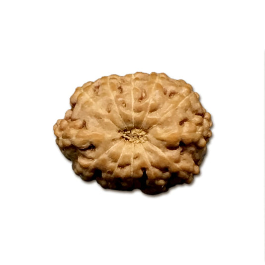 12 Mukhi Indonesian Rudraksha Tiny