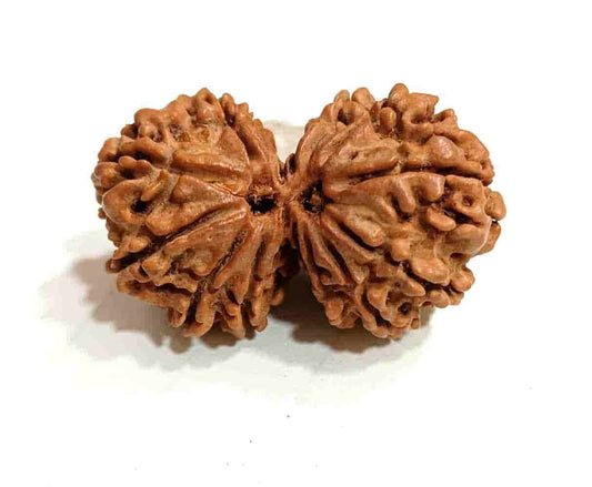 Nepal Gauri-Shankar Rudraksha Large