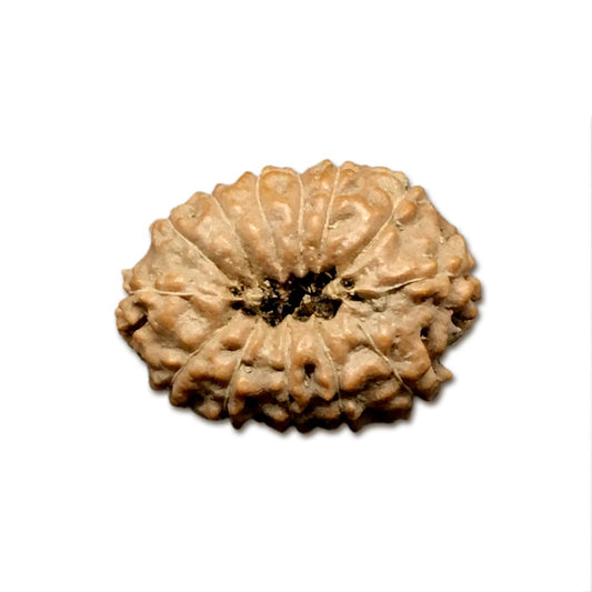 13 Mukhi Indonesian Rudraksha Large