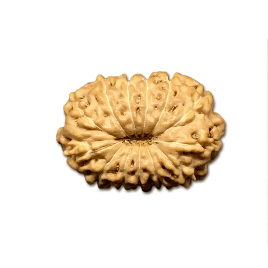 13 Mukhi Indonesian Rudraksha Small