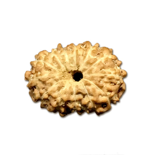 13 Mukhi Indonesian Rudraksha Tiny