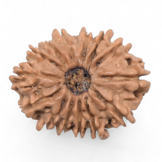 14 Mukhi Nepal Rudraksha Small
