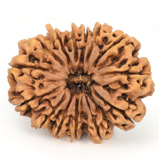 14 Mukhi Nepal Rudraksha Collector