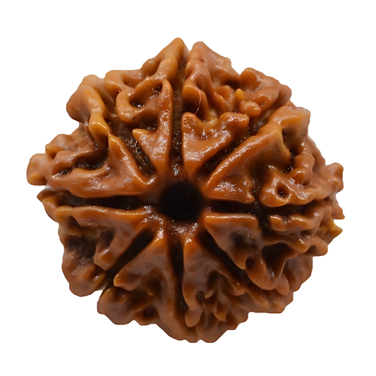8 Mukhi Nepal Rudraksha Medium