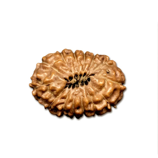 14 Mukhi Indonesian Rudraksha Large