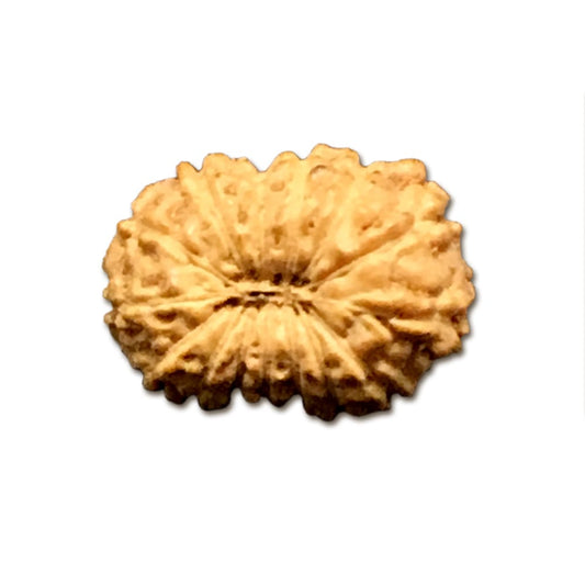 14 Mukhi Indonesian Rudraksha Tiny