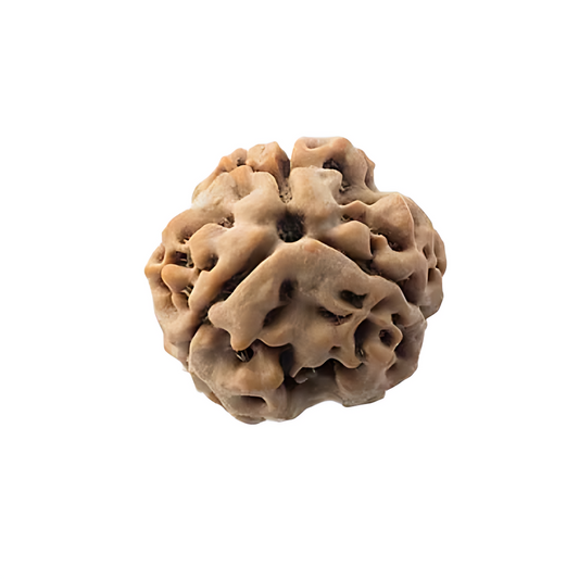 3 Mukhi Nepal Rudraksha Medium