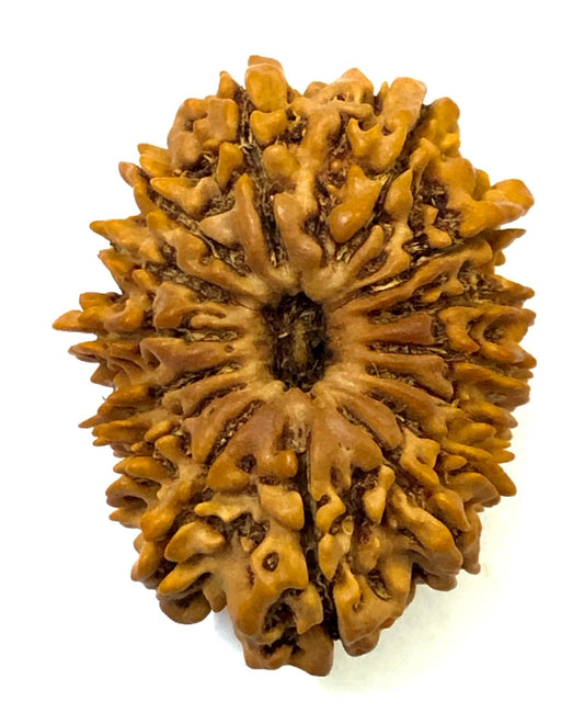 15 Mukhi Nepal Rudraksha Medium