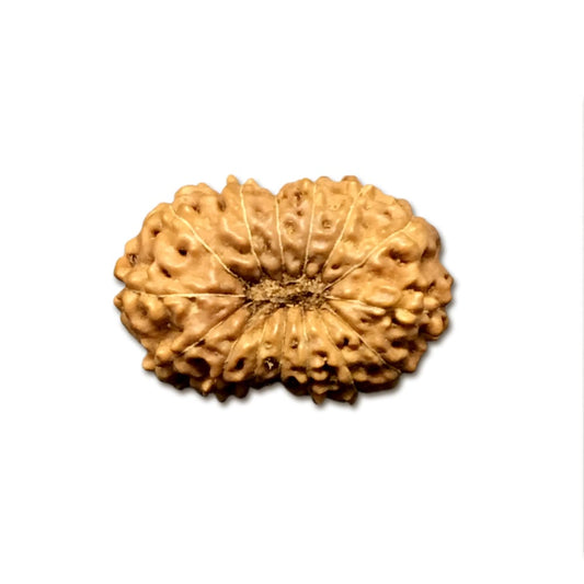 15 Mukhi Indonesian Rudraksha Collector