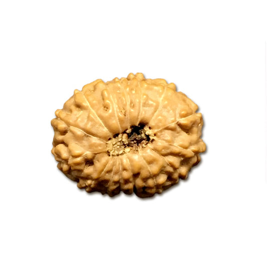 15 Mukhi Indonesian Rudraksha Large