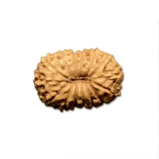 15 Mukhi Indonesian Rudraksha Tiny