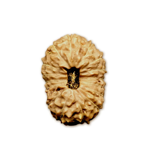 16 Mukhi Indonesian Rudraksha Large