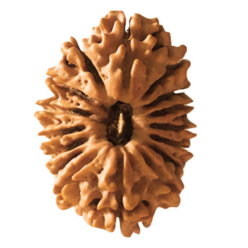16 Mukhi Nepal Rudraksha Medium