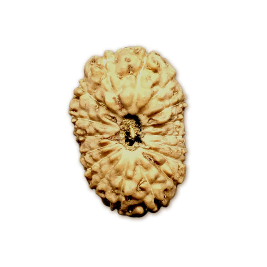 17 Mukhi Indonesian Rudraksha Large