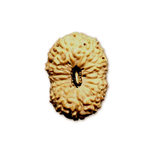 18 Mukhi Indonesian Rudraksha Large
