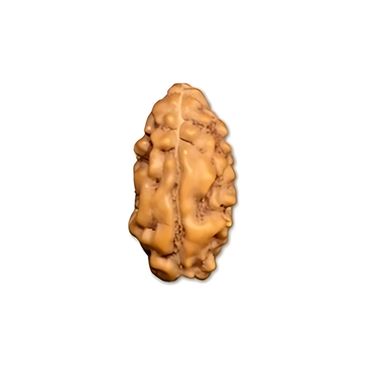 2 Mukhi Indonesian Rudraksha Large