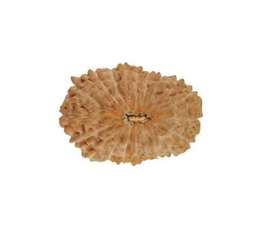20 Mukhi Indonesian Rudraksha Large