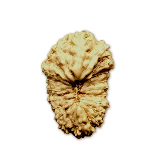 20 Mukhi Indonesian Rudraksha Medium