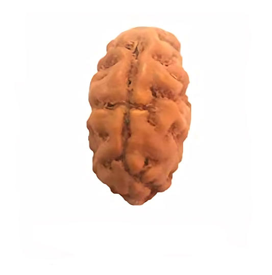 2 Mukhi Indonesian Rudraksha Small