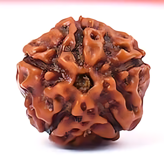 5 Mukhi Indonesian Rudraksha Large