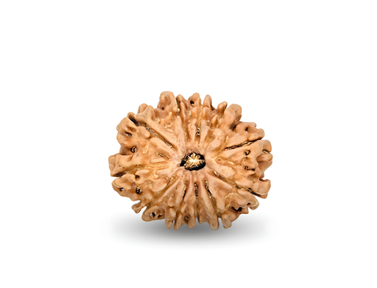11 Mukhi Nepal Rudraksha Medium