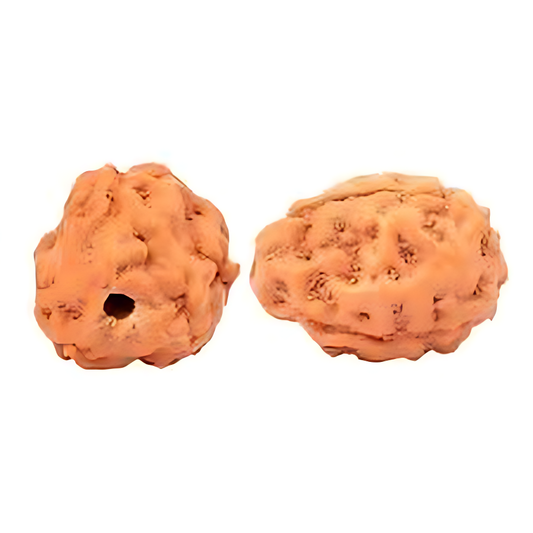3 Mukhi Indonesian Rudraksha Small