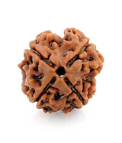 4 Mukhi Nepal Rudraksha Small