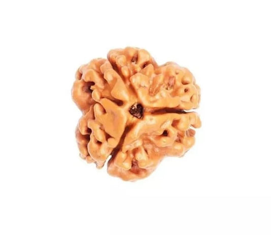 3 Mukhi Rudraksha Nepal Complete 3 Seeds with Xray & Certificate