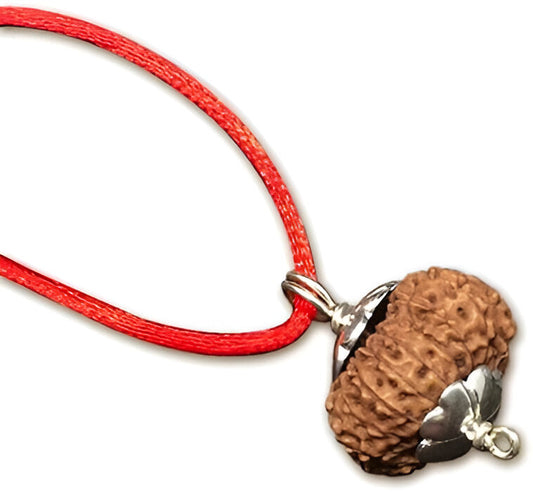 13 Mukhi Indonesian Rudraksha Collector