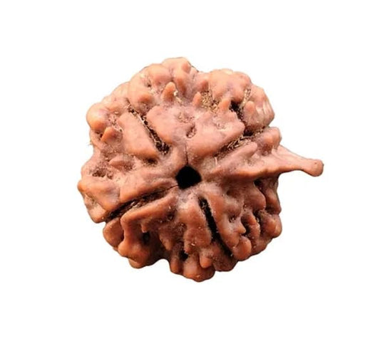 Ganesh Rudraksha Nepal Small